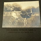 Vintage 1904 Cabinet Card Image Of Ostrich   Cart    the Florida Ostrich Farm   