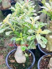 Adenium Obesum Variegated 6 Grafted Plants Save Space