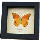 Appias Nero Verso Butterfly Orange Albatross Framed Insect Taxidermy Display