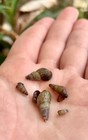 20  Malaysian Trumpet Snails Mts Live Snail Freshwater Aquarium Pond