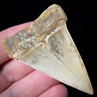 Hastalis White Shark Tooth 2 31  Megalodon Teeth Era Bakersfield Real Fossils