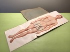 Antique Medical Human Anatomy Diagram Educational Teaching School Model