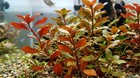 Bundle 30  Stems  6 Species  Easy Live Aquarium Plants Low Light Freshwater Tank