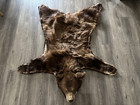 Antique Taxidermy Brown Bear Rug Home Decor Needs Ear Repaired
