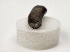Suchomimus 1 28  Theropod Dinosaur Tooth Fossil - Elrhaz Fm  - T  n  r    Niger