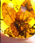 Cretaceous Fossil Burmese Amber Burmite Rare Flower Plants Amber Fossil Myanmar
