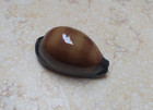 F Cypraea Exusta Wow Very Great Color  Very Rare Red Sea Shell 63 4mm F    f   