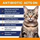 Natural Antibiotics For Cat   Infection Cough Allergies Digestive Hips   Joints