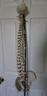 Vintage Repilca  Life Size Bones   Human Spine   Pelvis 29  Spinal Column