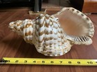Large Huge Triton Trumpet Conch Shell Horn Ii