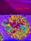 Og Godzilla Bounce Mushroom Coral Lps - Wysiwyg