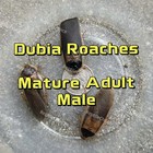 Buy 1 Get 30  Extra Free  dubia Roaches male  Adult free Shipping  50-1000counts