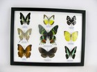 9 Beautiful Butterflies In Xl Showcase - Framed - Real - Taxidermy - Nice - M 08