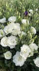 8 Fresh Cut Stems Of  Lisianthus Flowers Pink  White  Purple  Lavander Or Mix