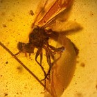 Strange Fly In Burmese   Burmite Amber Fossil   100  Genuine