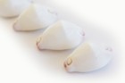 Set Of 6 Hand Selected Calpurnus Verrucosus Shells  purple Tip Wart Cowrie  1  