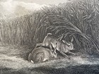 Hare   s Feeding C1834 Dated Engraving Bunnies By Samuel Howitt  1756-1822 