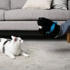 Cats Puppet Wrestler Cat Wrestling Toy Interactive Hand Puppet With Tough Pad Us