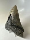 Megalodon Shark Tooth 5 49 Inch Huge - Serrated Fossil - Authentic - Real 16250