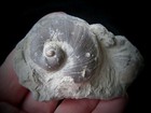 Gastropod- 1 1 2  Fossil -  3  Matrix- Platyostoma Niagarense- Waldron  Indiana