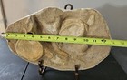 Dinosaur Bone Fossil Specimen In Matrix  Approx  12 Inch  plesiosaur 