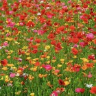 500  Poppy Flower Seed Mix - Poppy Power   Perennial  Annual Usa Seller 