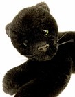 Ty Classic Zephyr Black Panther 12  Plush Jaguar Cat Retired Green Eyes K12