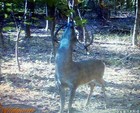  buck n Serious   Randy-licking Branch Gland Lure 2oz  By Phillips Outdoors Inc 