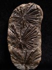 Annularia Inflata Fern Fossil From Mazon Creek  Coal City  Illinois