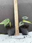 Dragon Scale Alocasia Baginda Small Well Rooted Starter Plant