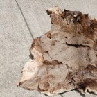 Bear Fur