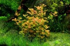 Ludwigia Ovalis Live Aquarium Plants Bunch Plantedtank Aquarium Buy2get1free