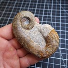 91mm Heteromorph Ancyloceras Cretaceous Fossil Ammonite