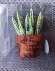 Novelty Collectible Cactus Pin Cushion By Dritz New In Box