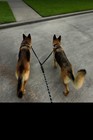 Reflective Double  Dog Leash