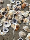 100 Oyster Shells   Cleaned 2   -4      Great For Crafts