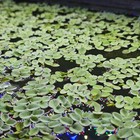 10 Salvinia Minima Live Floating Aquatic Plant Freshwater Aquarium   Pond Plants