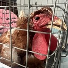 Extremely Rare  Netflix Orange Is The New Black Original Screen Used Chicken