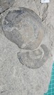 Multiple Fossil Jellyfish Eldonia Berbera Ordovician Morocco 