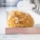 Neptune Caribbean Sea Sponge  Hand Cut  Medium  Approx  5-6 Inches