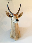 African Reedbuck Shoulder Mount