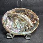 Vintage Abalone Shell Colorful Mother Of Pearl Home Decor Shell Trinket Dish