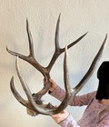 Very Large Mule Deer Antlers  Dark And Heavy  Montana 5x4  Gorgeous  