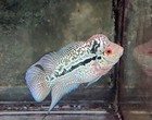 High Quality Male Kamalau Flowerhorn Live Fish Size 2 5-3  Inches  Usa Breed