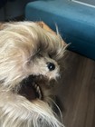 The Dark Crystal Fizzgig Puppet 1 1 Scale By Thinkgeek  Exclusive To Jim Henson