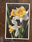 Lot Vintage White   Yellow Flowers Thor   Gyger Switzerland Postcard Unused