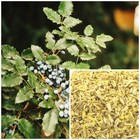 Oregon Grape Root  Organic  Soap Making Supplies Herbal Extracts 