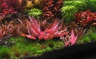 Live Aquarium Plants 36 Stems Cuttings  Colorful And Great Variety  Free S h   
