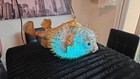 New Giant 22    Real Pufferfish Lamp W color Changing Led Tiki Bar Oceanic