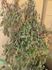 Premium Catnip- All Natural organic